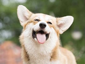 happy corgi dog
