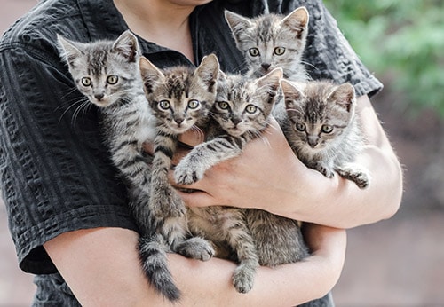 litter of foster kittens