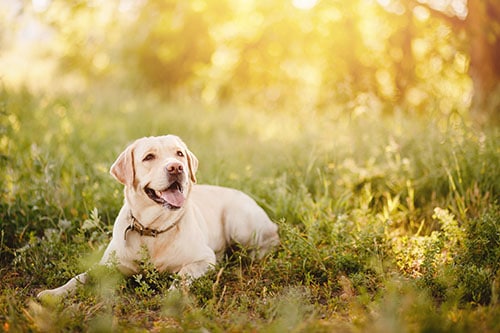 yellow lab in the grass