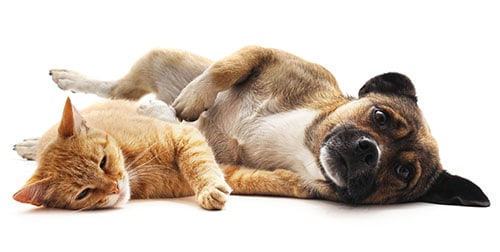 orange cat and dog lying down