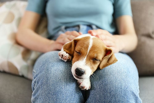 puppy sleeping on a woman's lap