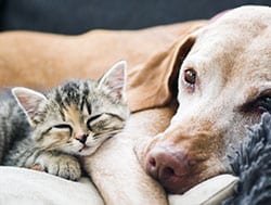 kitten and older dog curled up together