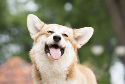 smiling corgi dog