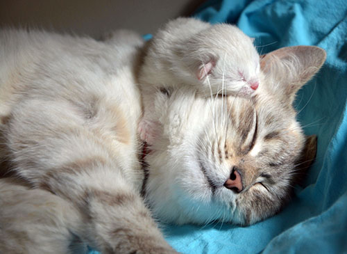 mother cat and kitten