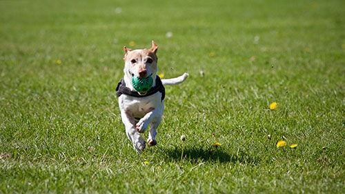 dog running with ball in mouth